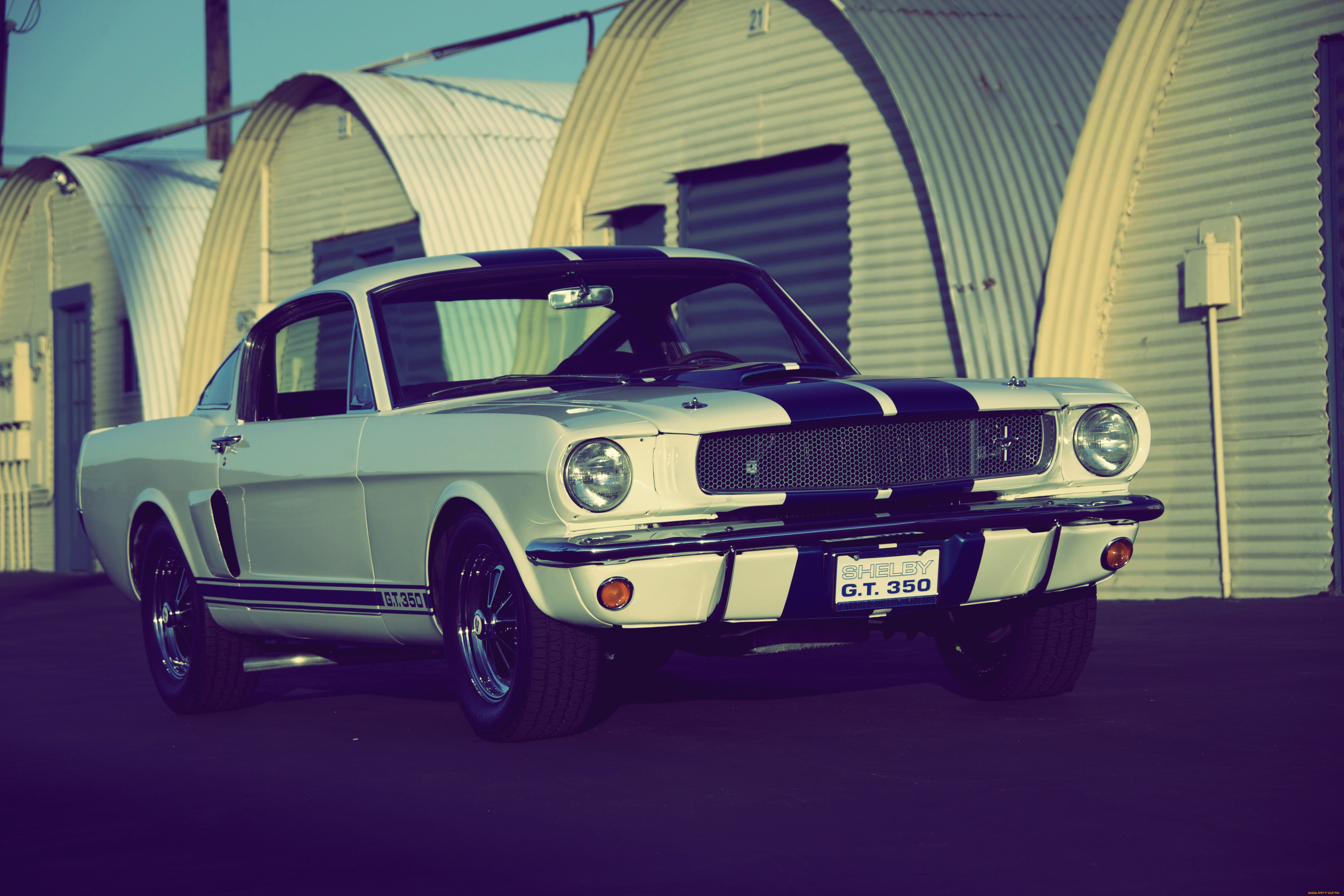 , mustang